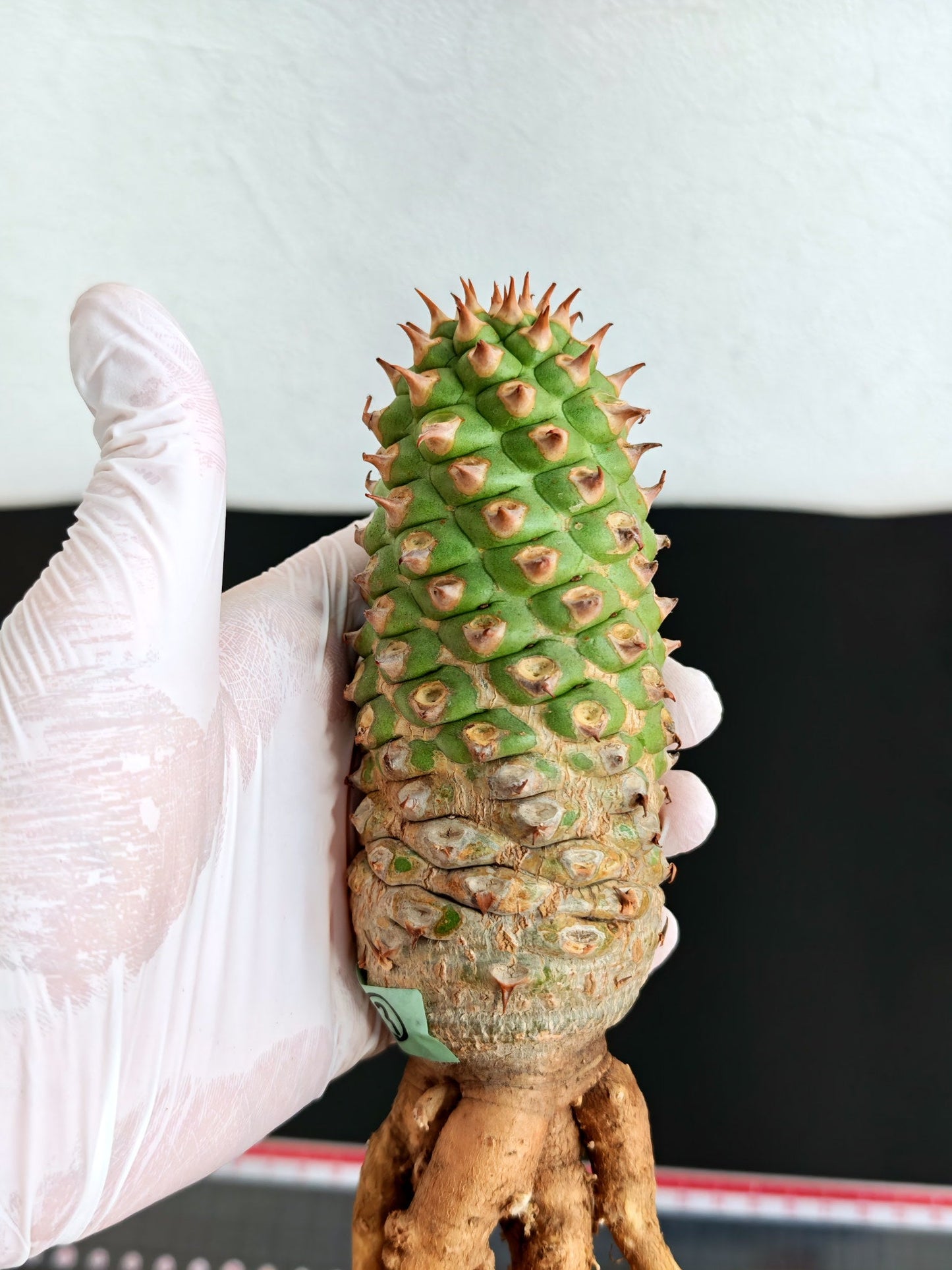 【現品限り】ユーフォルビア・サピニー おおよそ高さ18cm幅5.5cm 実生 抜き苗【L3】 Euphorbia sapinii