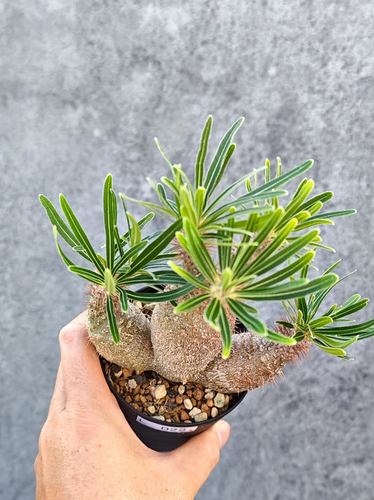 【現品限り】パキポディウム・グラキリス 実生【L22】 Pachypodium gracilius