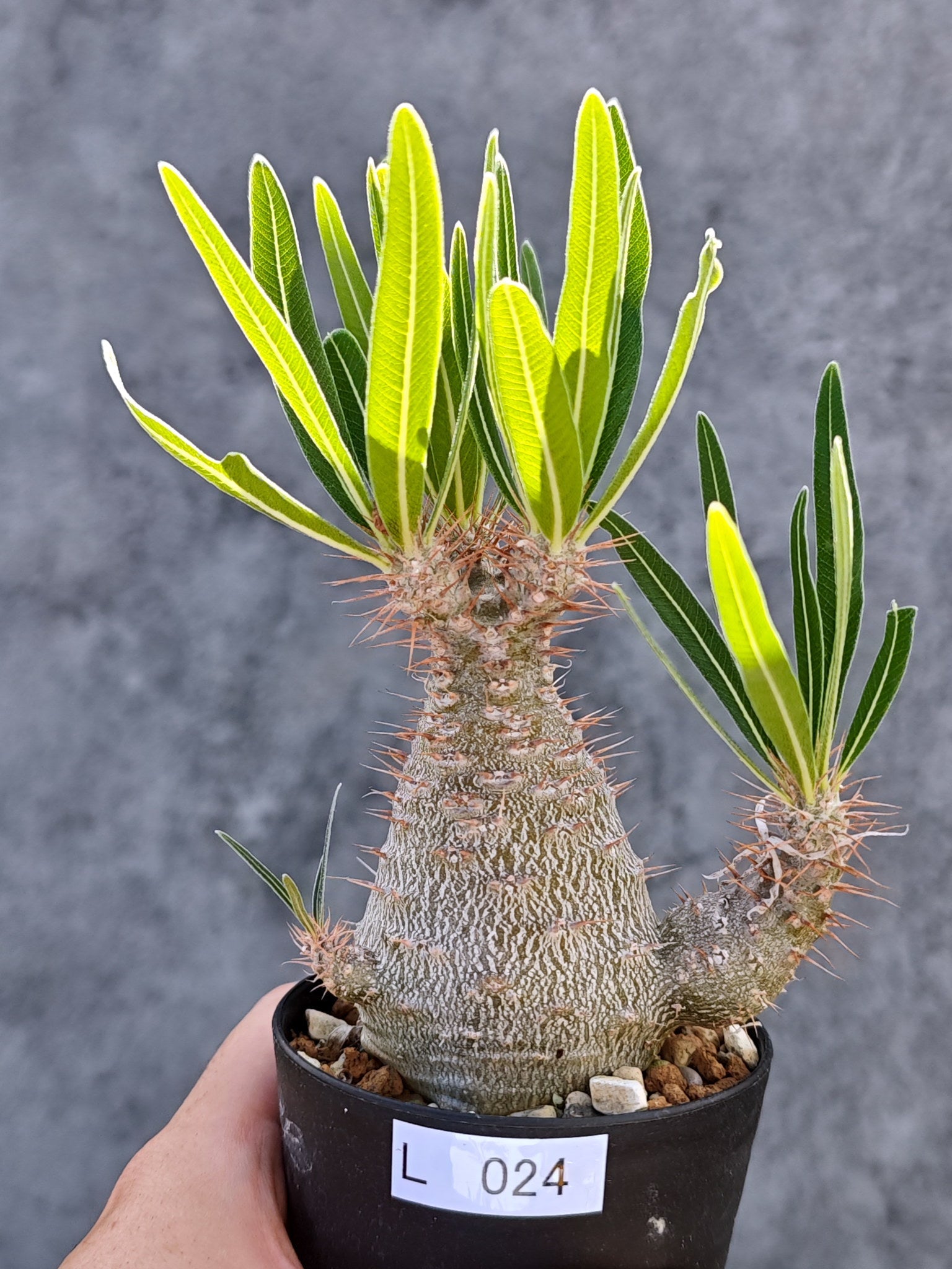 パキポディウム・グラキリス 実生【L24】 Pachypodium gracilius 塊根