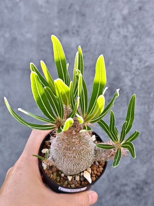 【現品限り】パキポディウム・グラキリス 実生【L24】 Pachypodium gracilius