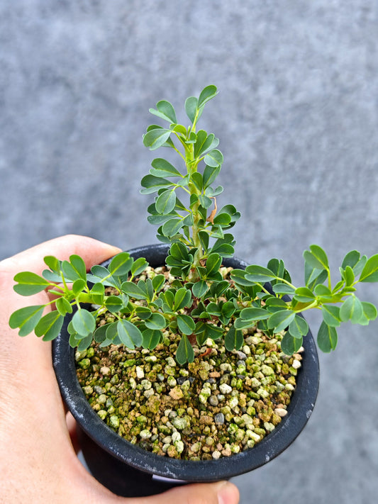 【現品限り】モンソニア・バンデリエティア 実生【L25】 Monsonia vanderietiae
