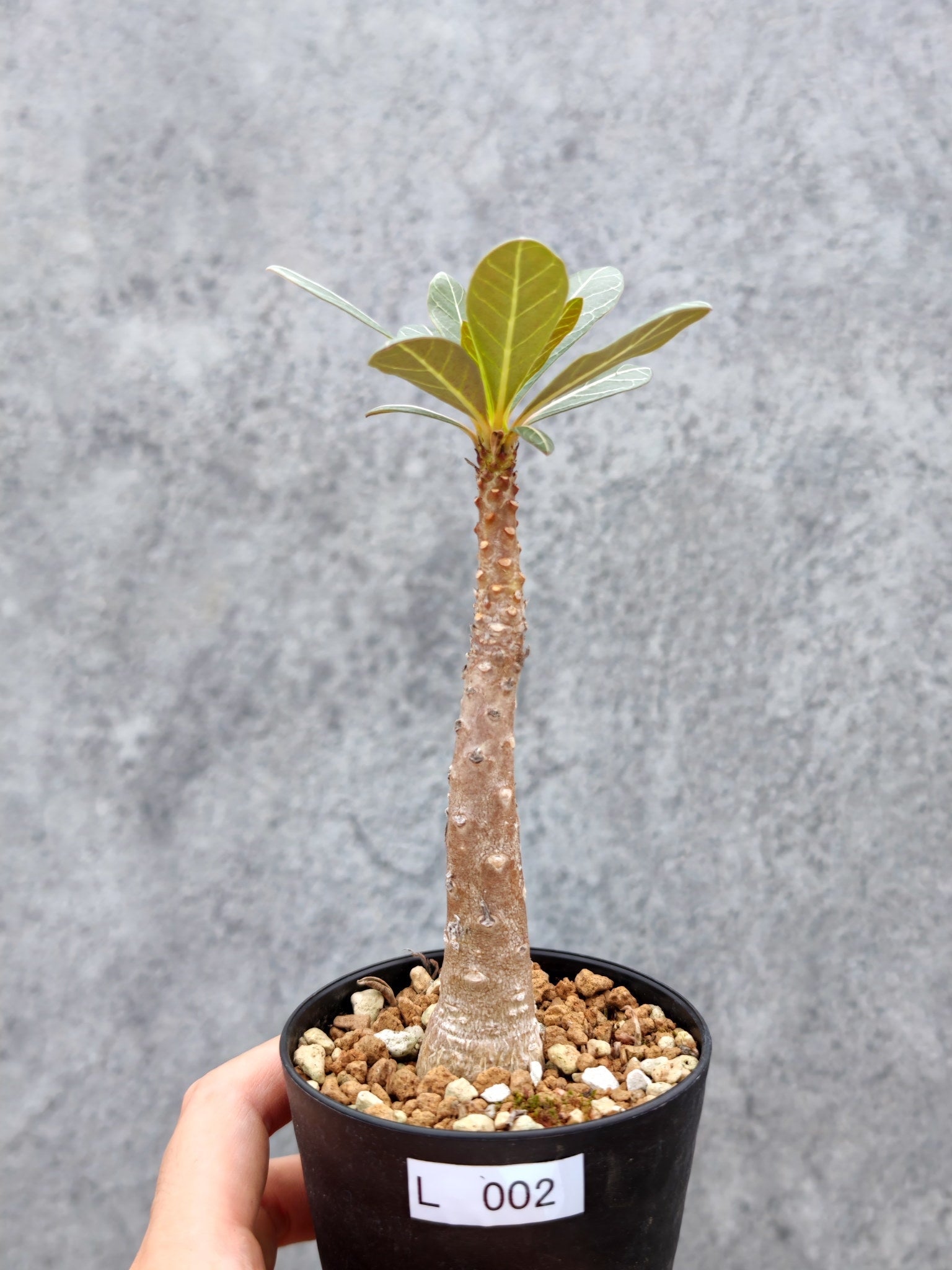 アデニウム・ソコトラナム 実生【L2】 Adenium socotranum 塊根植物