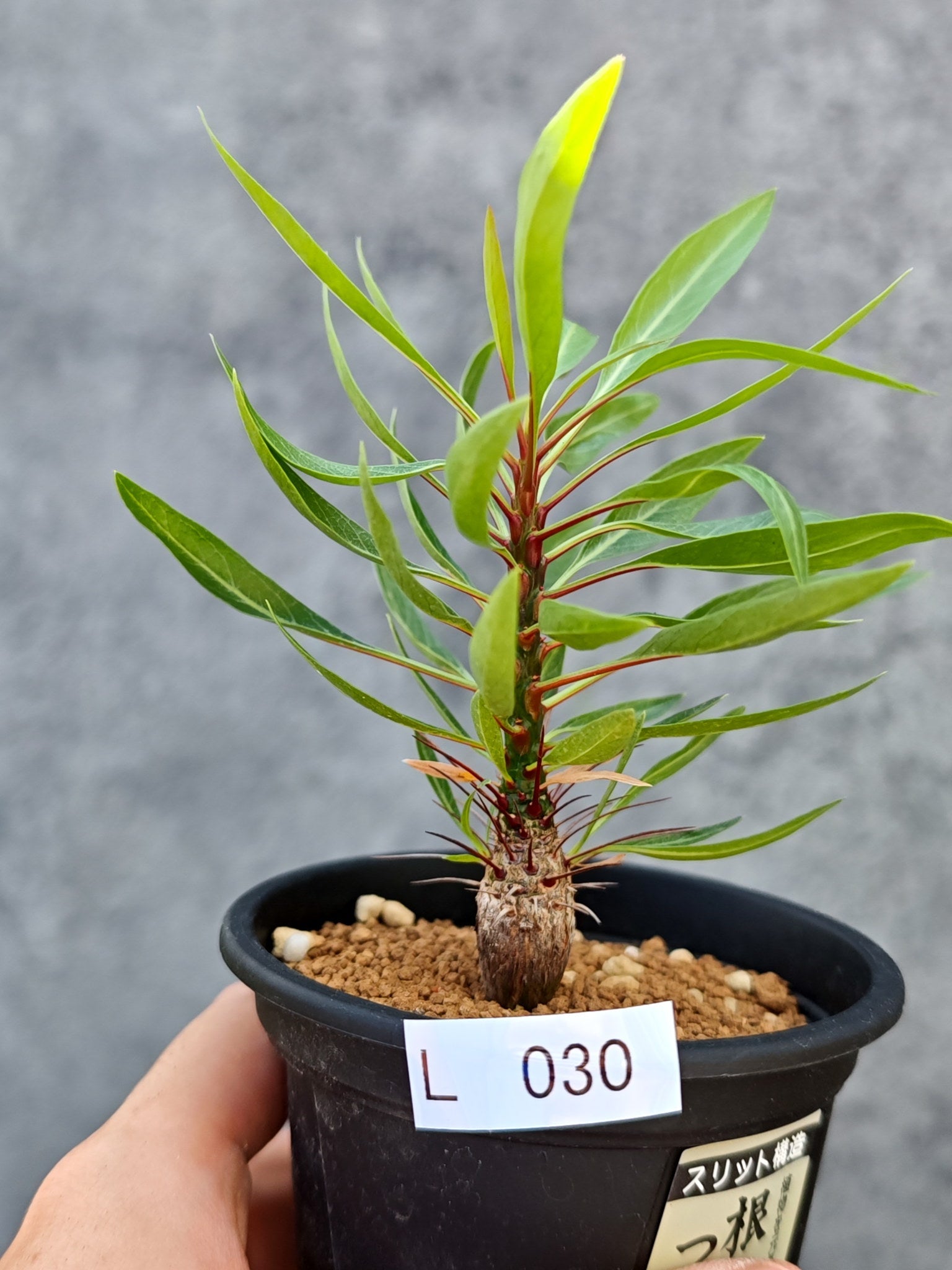 フォークイエリア プルプシー 実生 速達 フォークイエリア・プルプシー 実生【L30】 Fouquieria purpusii 塊根