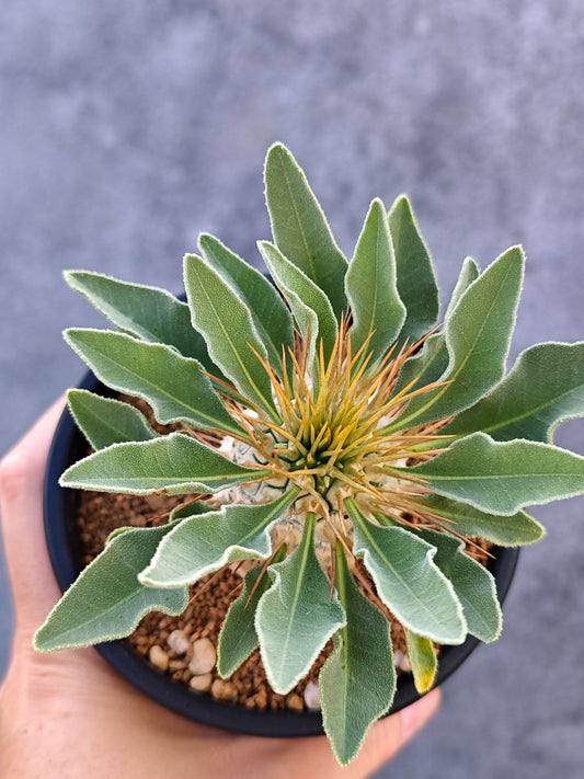 【現品限り】パキポディウム・ナマクアナム 光堂 実生【L33】 Pachypodium namaquanum