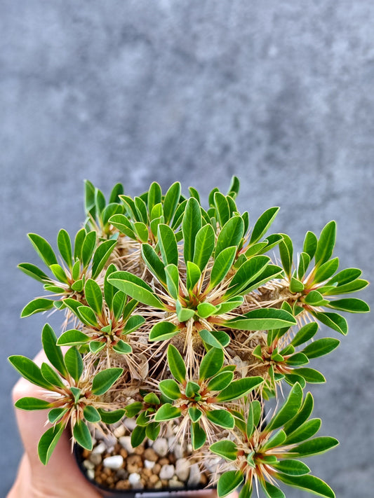 【現品限り】ユーフォルビア・ギラウミニアナ 実生【L35】 Euphorbia guillauminiana