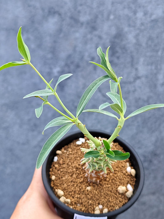 【現品限り】ユーフォルビア・ロンギツベルクローサ【L37】 Euphorbia longituberculosa