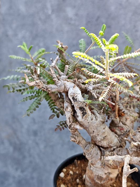 【現品限り】ボスウェリア・ネグレクタ 現地株【L38】 Boswellia neglecta