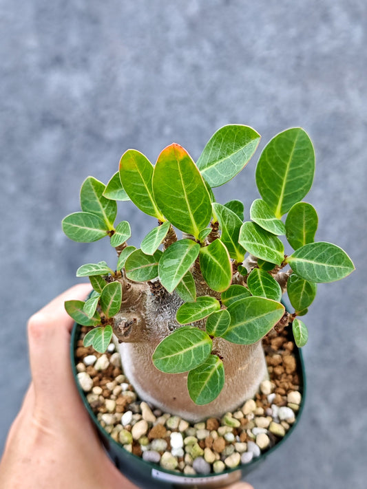 【現品限り】アデニウム・アラビカム ブラックスキン ドワーフ【L39】 Adenium arabicum 'Black skin'