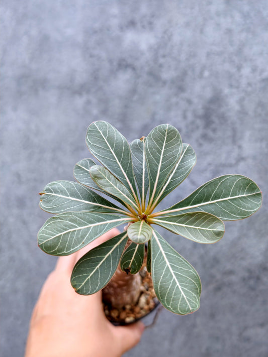【現品限り】アデニウム・ソコトラナム 実生【L3】 Adenium socotranum