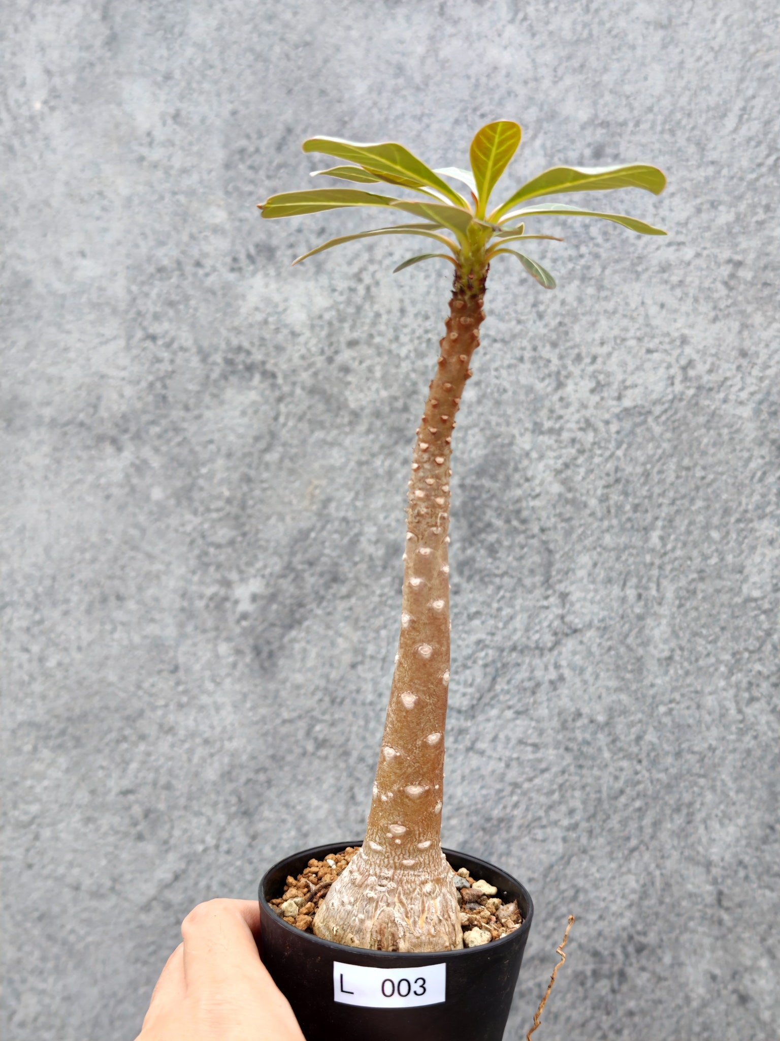 アデニウム・ソコトラナム 実生【L3】 Adenium socotranum 塊根植物