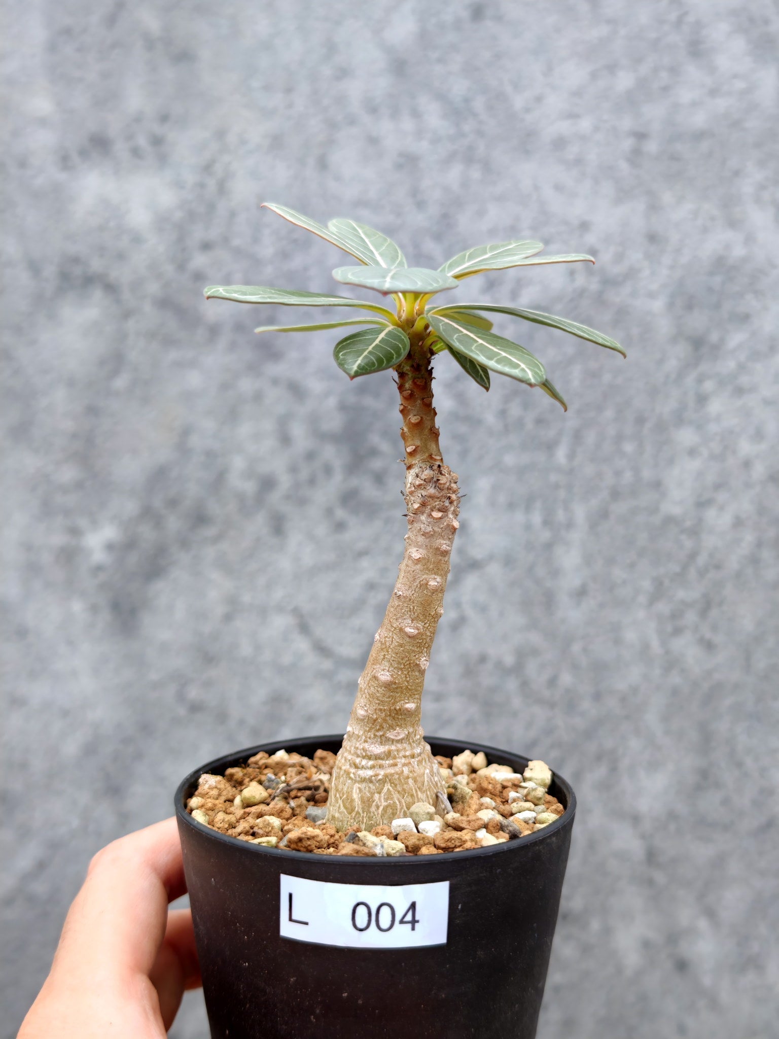 アデニウム・ソコトラナム 実生【L4】 Adenium socotranum 塊根植物