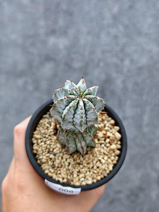 【現品限り】ユーフォルビア・ホリダ 挿し木【L6】 Euphorbia horrida