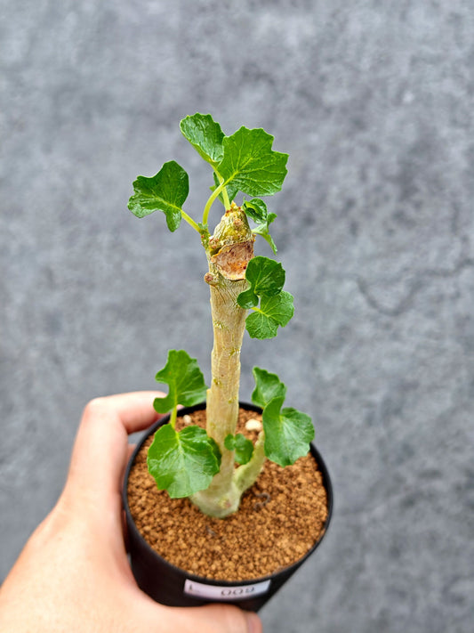 【現品限り】ドルステニア・ジプソフィラ【L9】 Dorstenia gypsophila