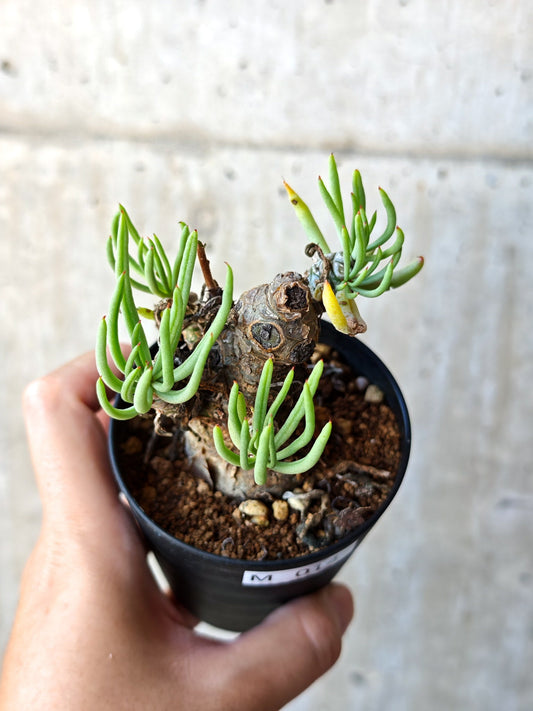 【現品限り】チレコドン・ペアルソニー 現地株 発根済み【M14】 Tylecodon pearsonii