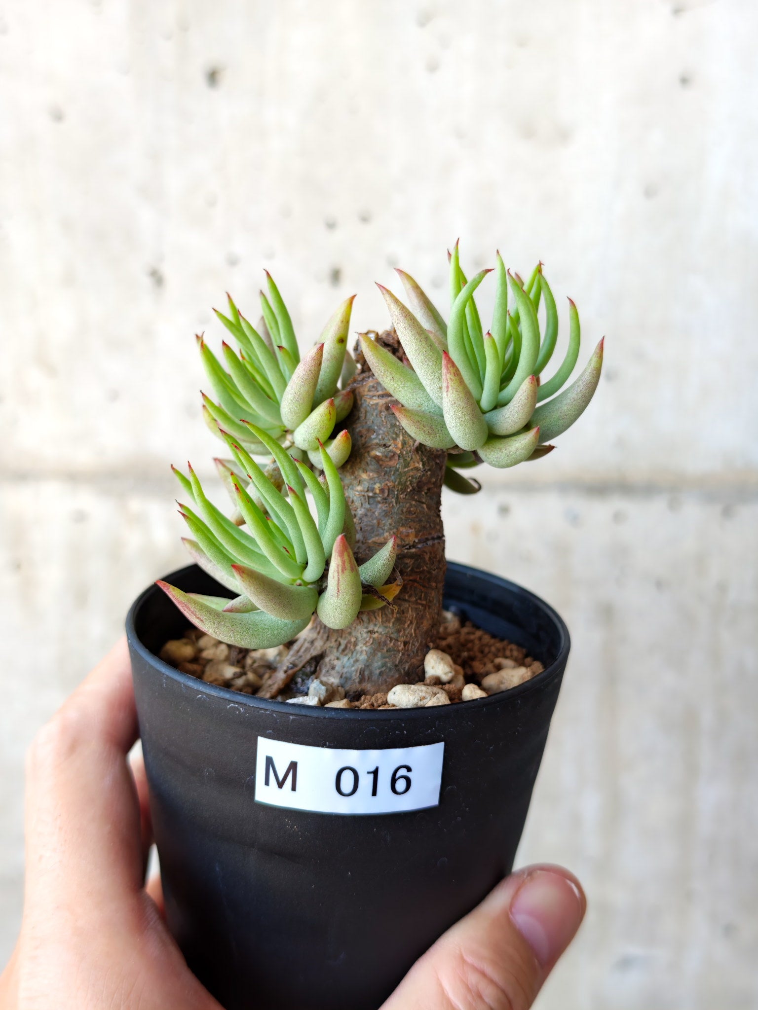 チレコドン・ペアルソニー 現地株 発根済み【M16】 Tylecodon