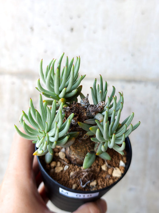 【現品限り】チレコドン・ペアルソニー 現地株 発根済み【M18】 Tylecodon pearsonii