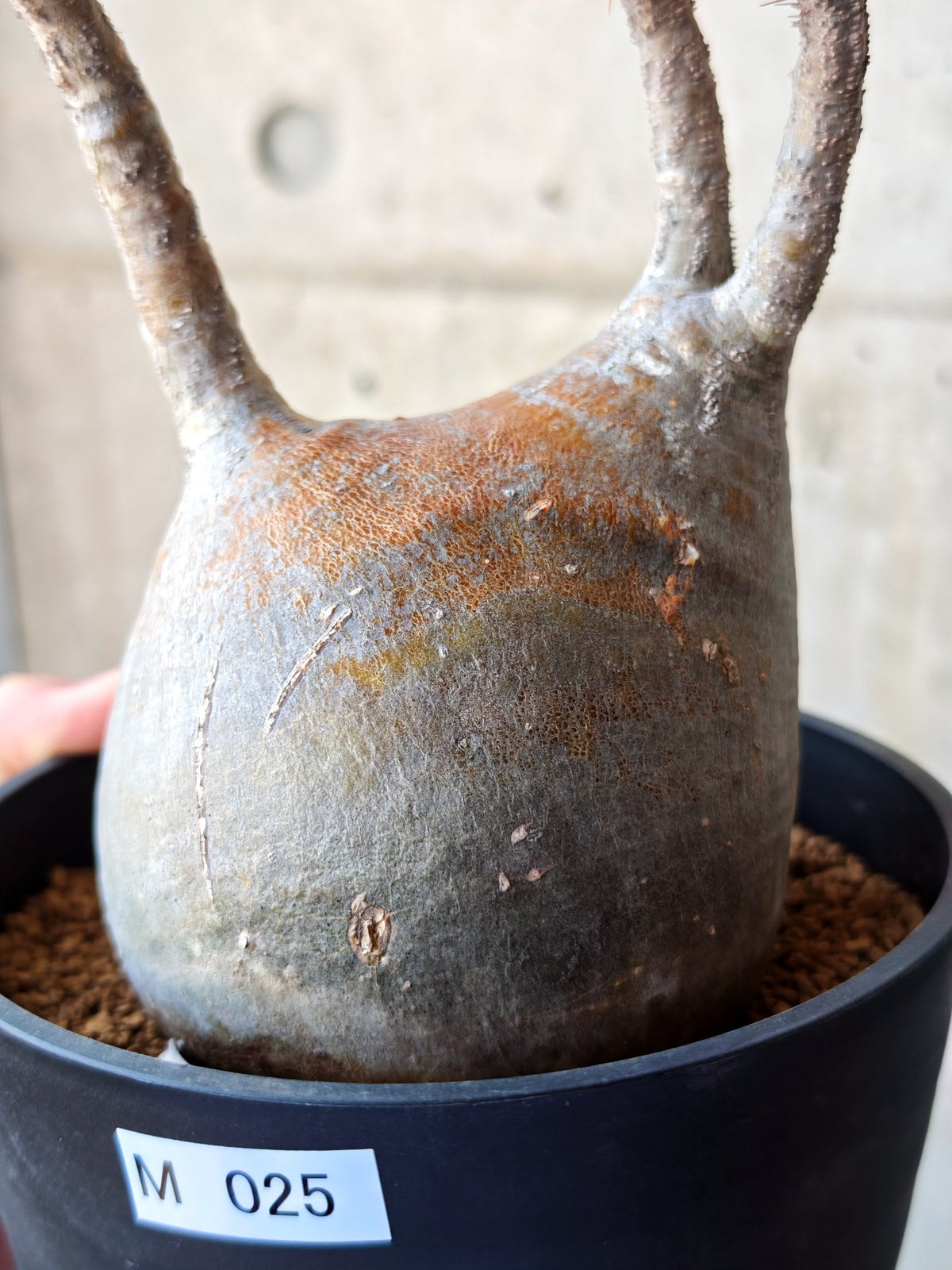 【現品限り】パキポディウム・グラキリス 現地株 発根済み【M25】 Pachypodium gracilius