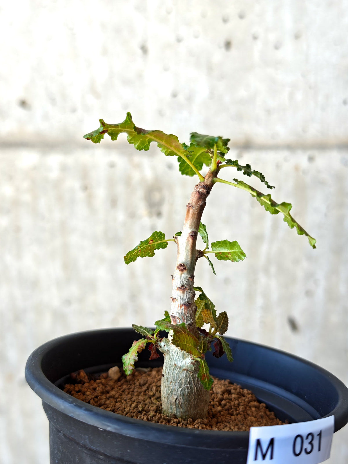 【現品限り】ボスウェリア・ナナ 実生【M31】 Boswellia nana
