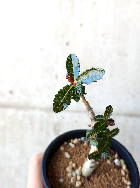 【現品限り】ボスウェリア・ナナ 実生【M32】 Boswellia nana