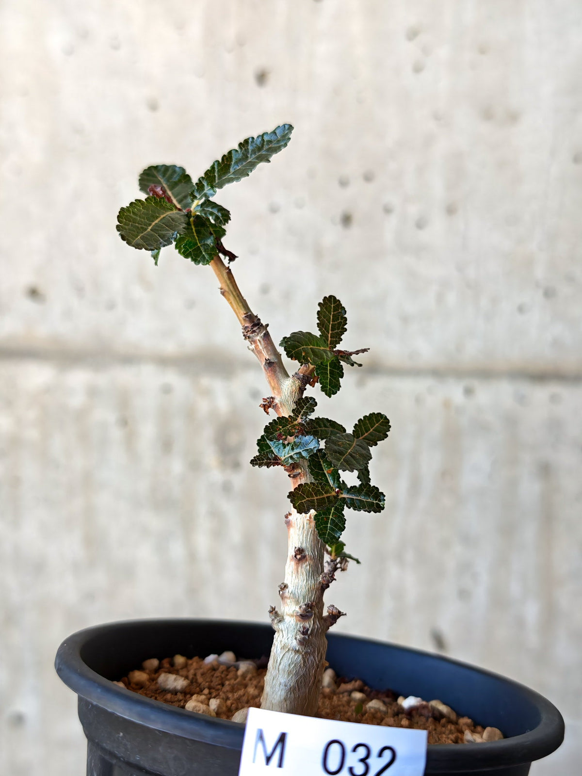 【現品限り】ボスウェリア・ナナ 実生【M32】 Boswellia nana