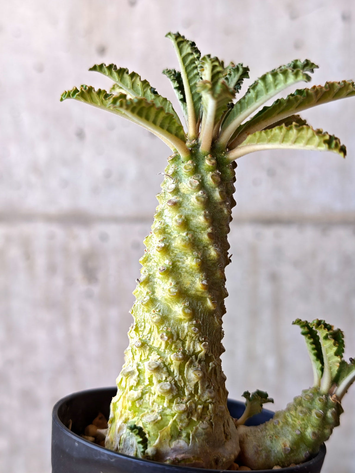 【現品限り】ドルステニア・ラブラニー 実生【M36】 Dorstenia lavrani