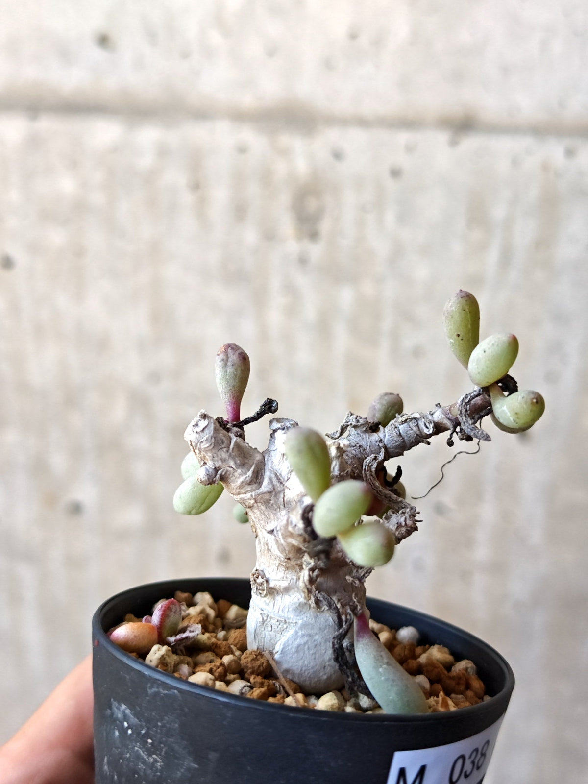 【現品限り】オトンナ・クラビフォリア 実生【M38】 Othonna clavifolia