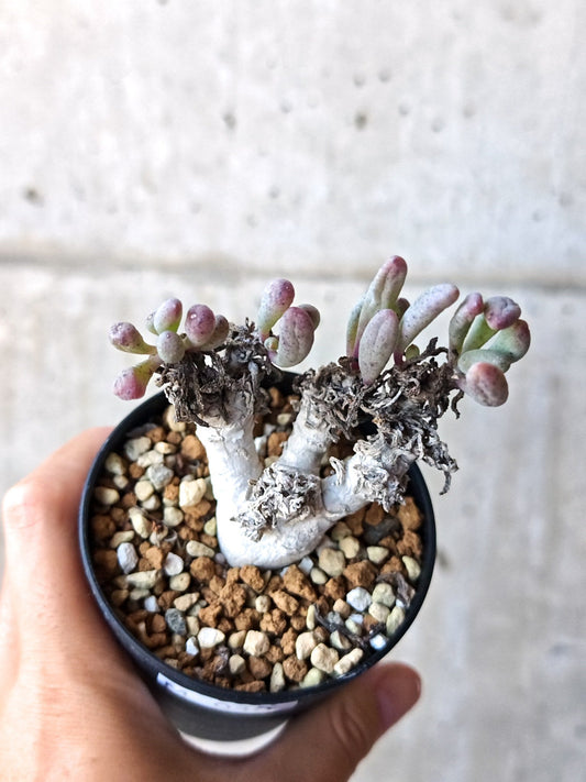 【現品限り】オトンナ・クラビフォリア 実生【M40】 Othonna clavifolia