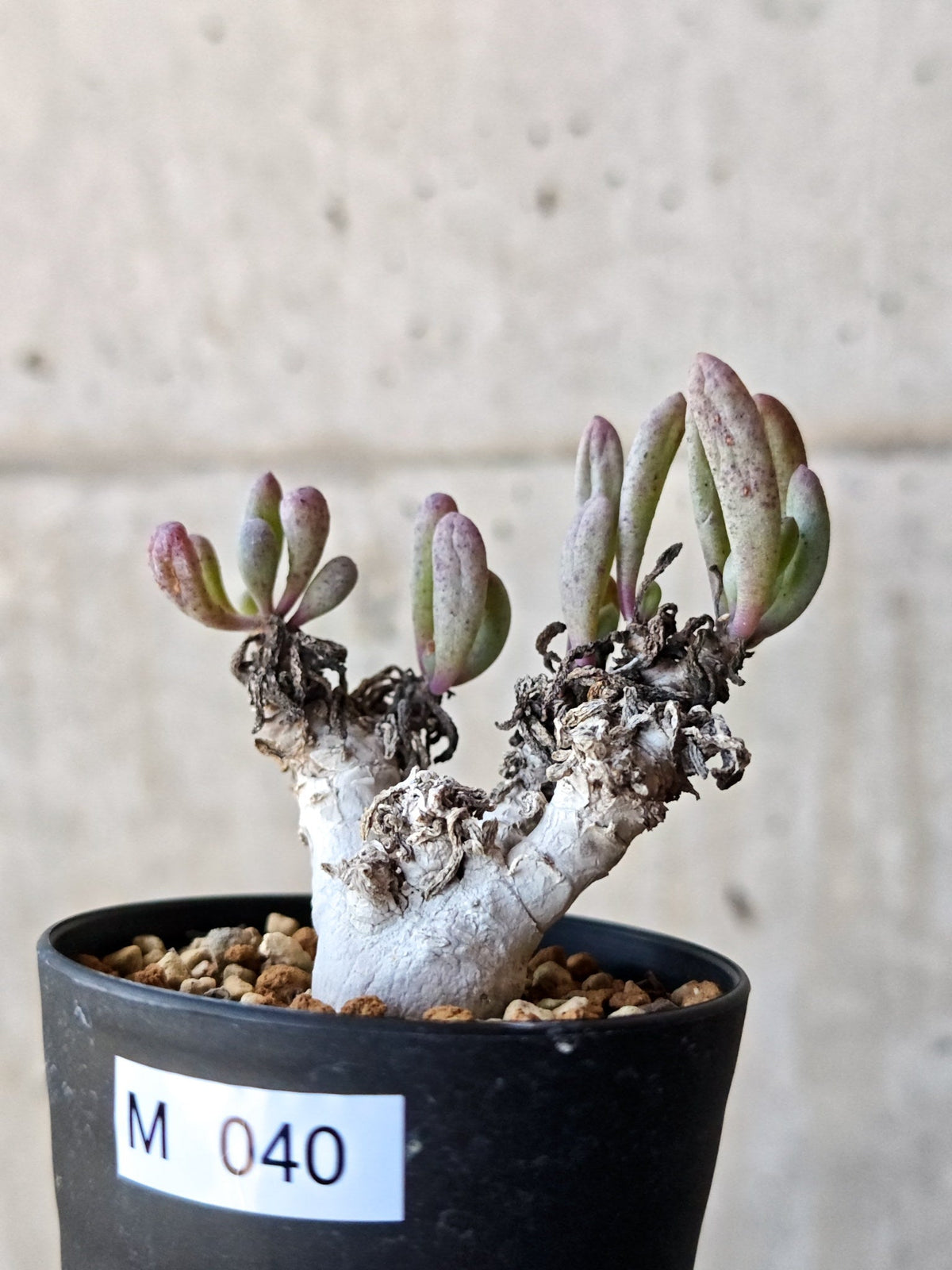 【現品限り】オトンナ・クラビフォリア 実生【M40】 Othonna clavifolia