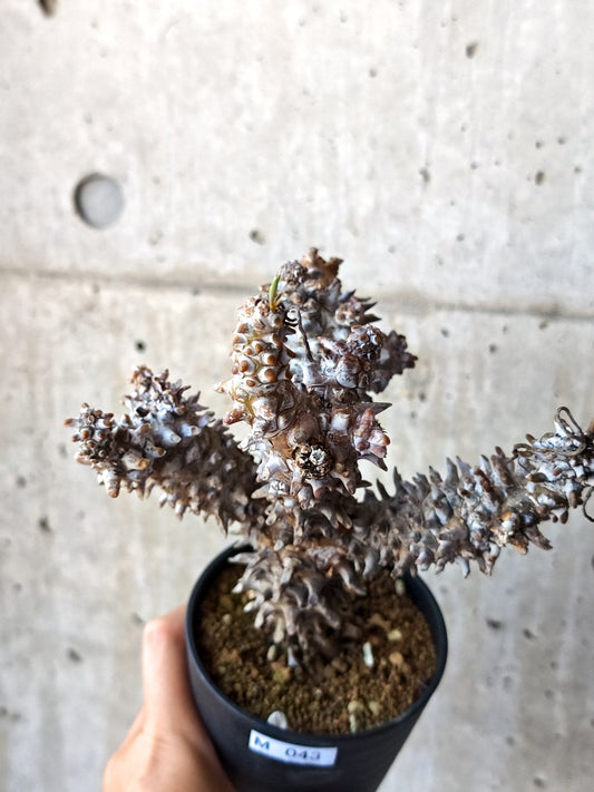 【現品限り】チレコドン・ワリチー 現地株 発根済み【M43】 Tylecodon wallichii