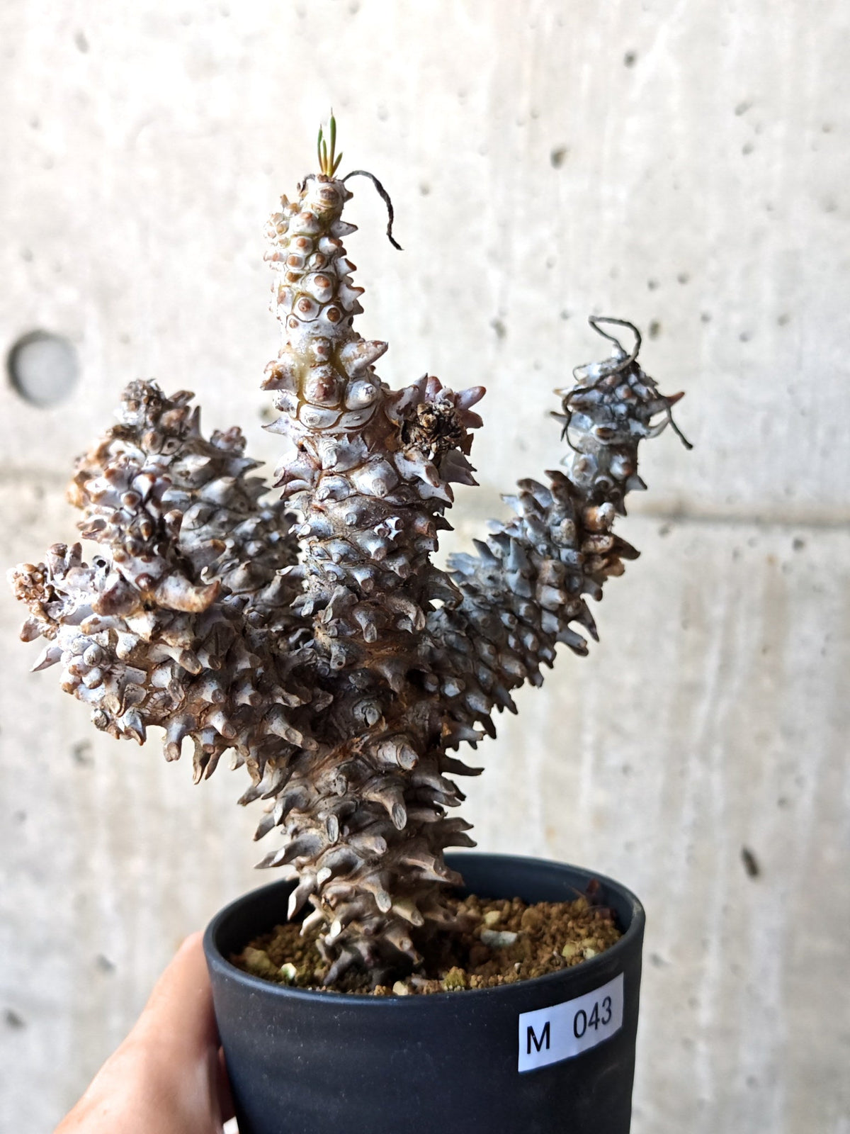 【現品限り】チレコドン・ワリチー 現地株 発根済み【M43】 Tylecodon wallichii