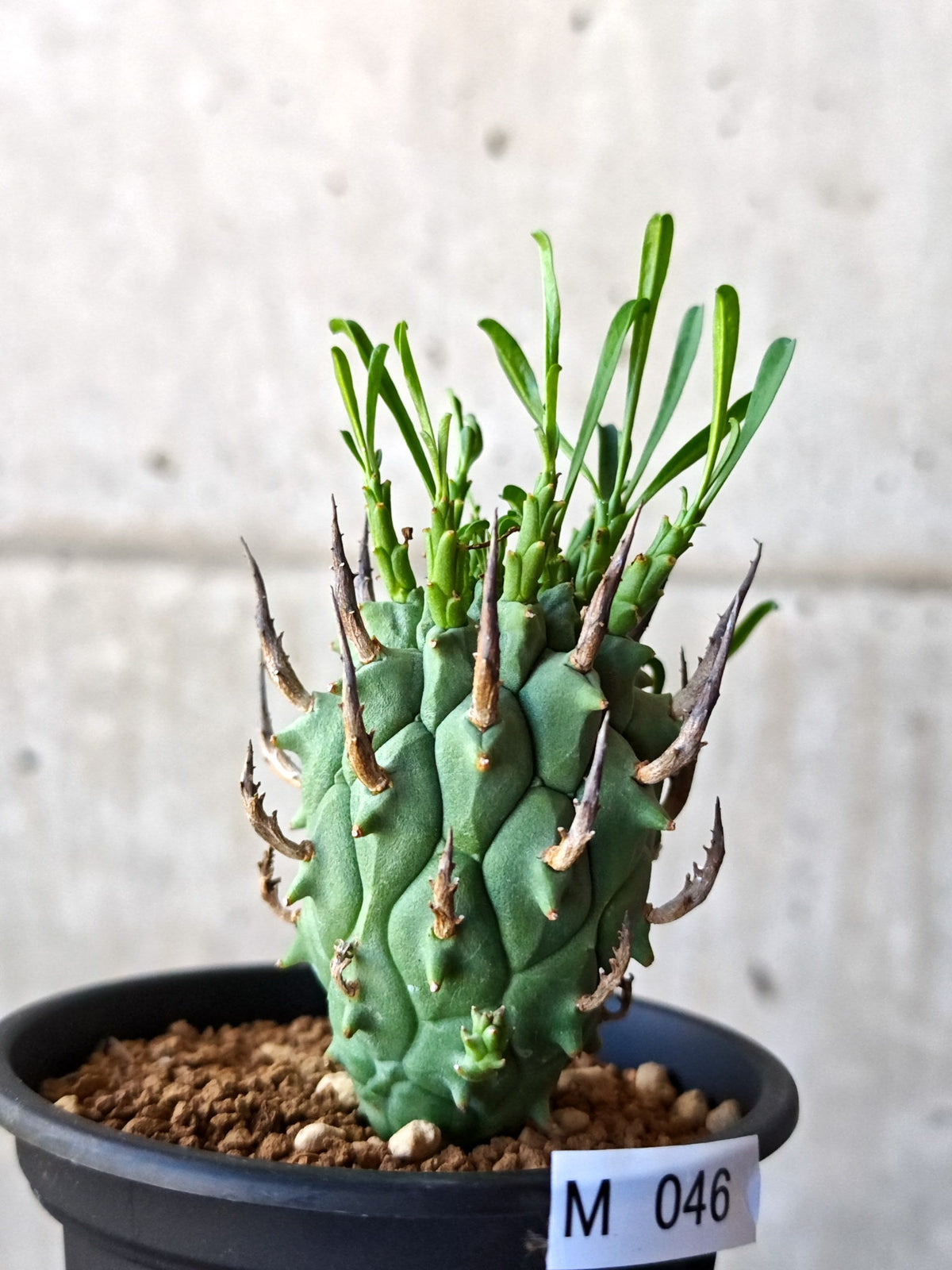 【現品限り】ユーフォルビア・スコエンランディ 闘牛角 実生【M46】 Euphorbia schoenlandii