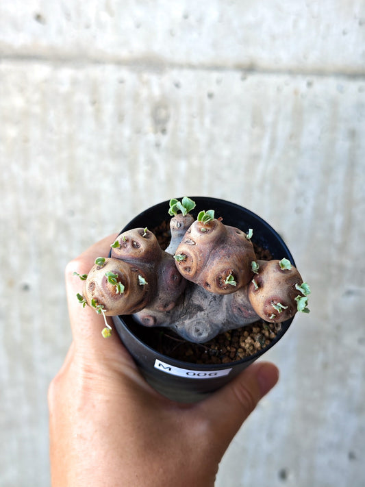 【現品限り】オトンナ・カカリオイデス 現地株 発根済み 希少な大株【M6】 Othonna cacalioides