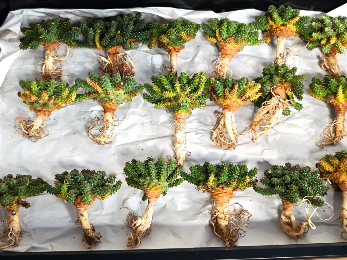 【期間限定】ユーフォルビア・アトロビリディス【おまかせ】 Euphorbia atroviridis