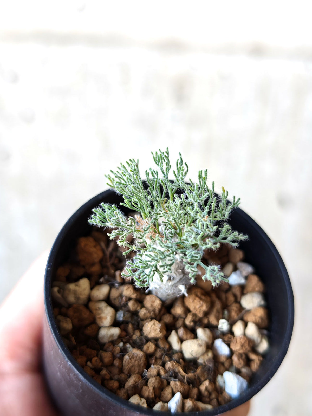【現品限り】モンソニア・ぺニクリナム 実生【N1】 Monsonia peniculinum