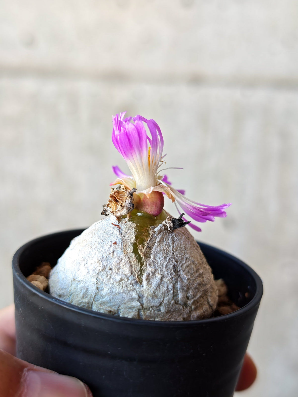 【現品限り】コノフィツム・ブルゲリ 大株 実生【N21】 Conophytum burgeri