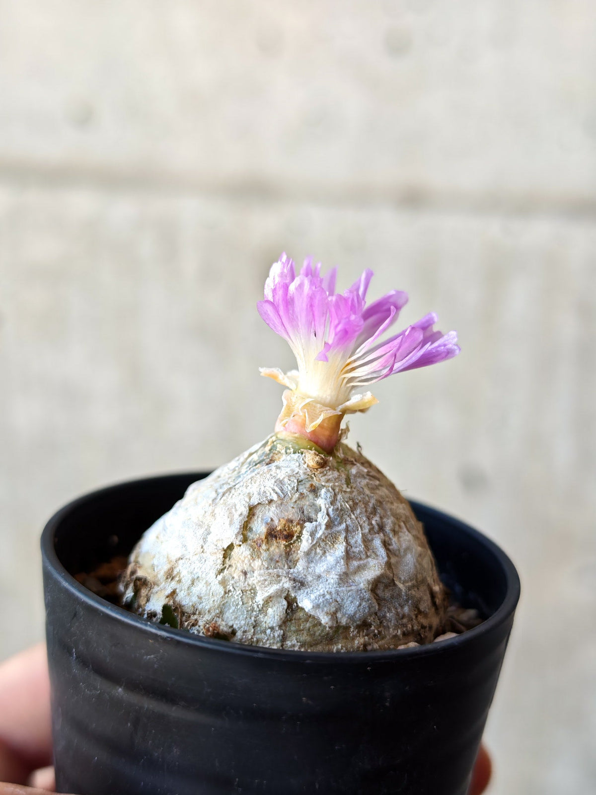 【現品限り】コノフィツム・ブルゲリ 大株 実生【N23】 Conophytum burgeri
