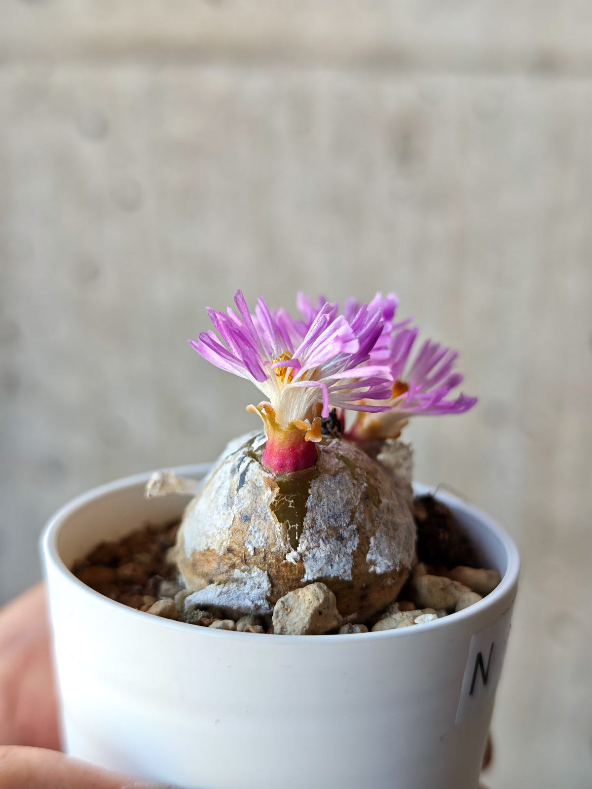 【現品限り】コノフィツム・ブルゲリ 希少 大株 実生【N25】 Conophytum burgeri