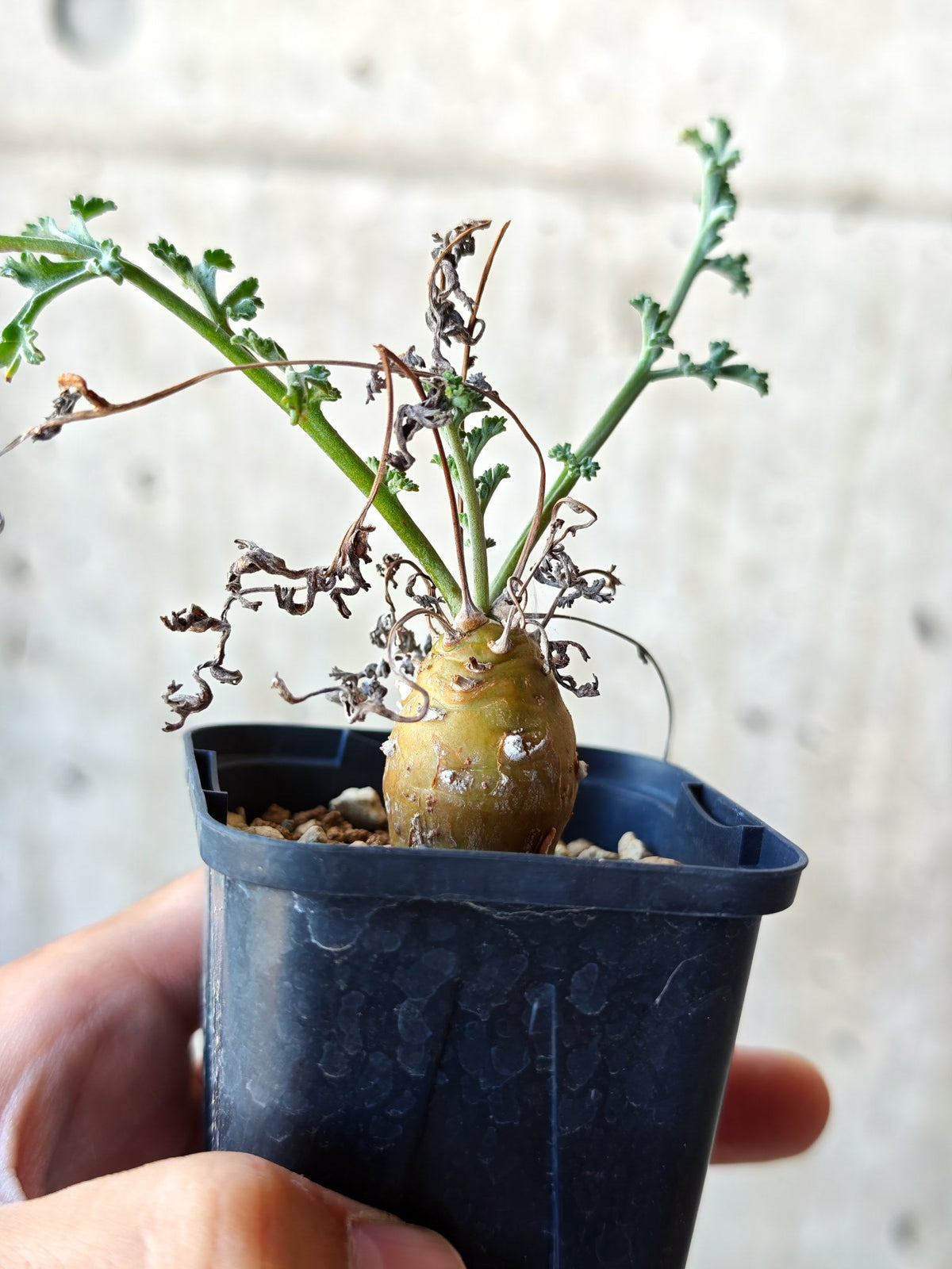 【現品限り】ペラルゴニウム・フェルラケウム実生【N26】 Pelargonium ferulaceum
