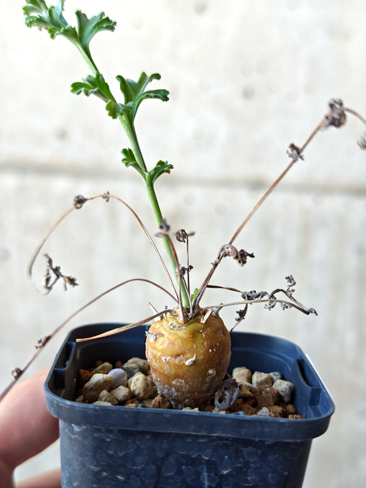 【現品限り】ペラルゴニウム・フェルラケウム 実生【N28】 Pelargonium ferulaceum