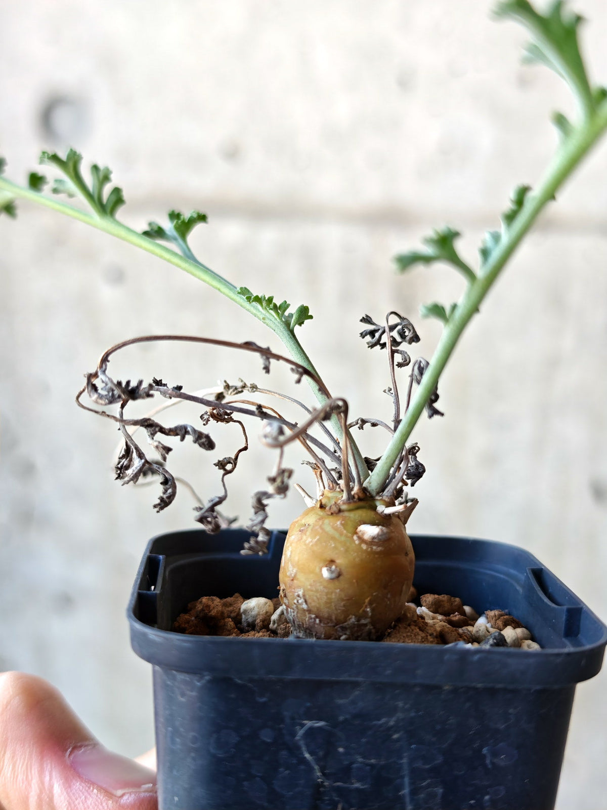【現品限り】ペラルゴニウム・フェルラケウム 実生【N30】 Pelargonium ferulaceum