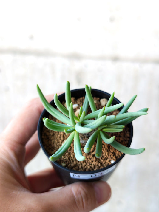 【現品限り】チレコドン・レティキュラータス 万物想 実生【N32】 Tylecodon reticulatus