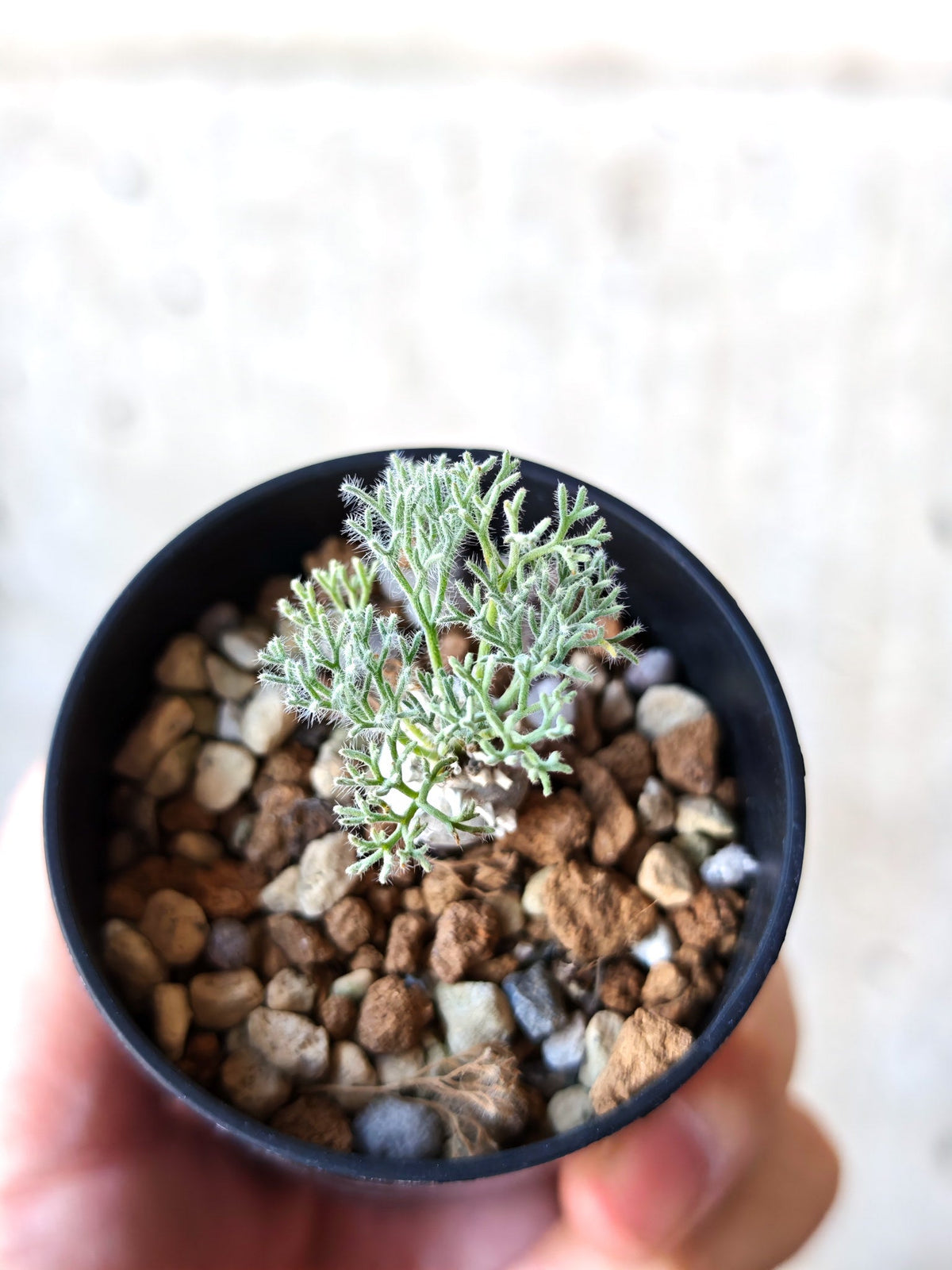【現品限り】モンソニア・ぺニクリナム 実生【N3】 Monsonia peniculinum