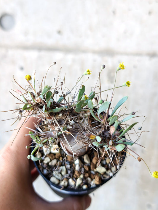 【現品限り】オトンナ・ユーフォルビオイデス 実生 6年【N41】 Othonna euphorbioides