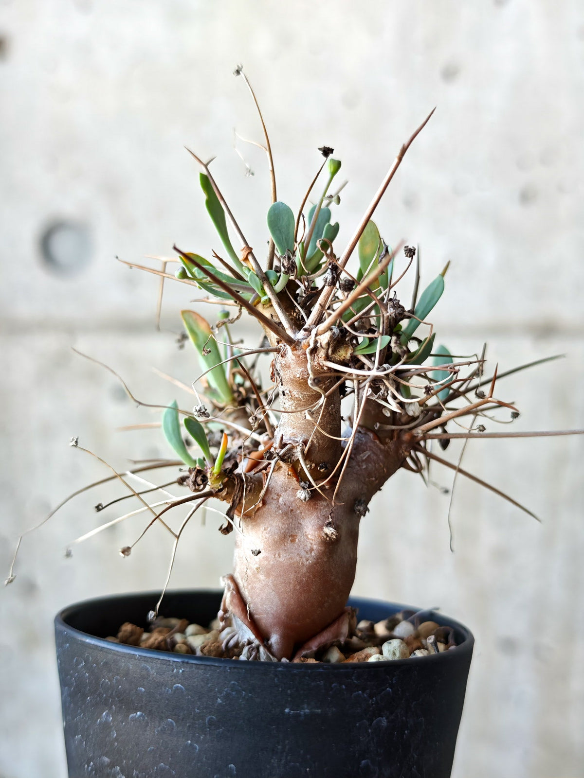【現品限り】オトンナ・ユーフォルビオイデス 実生 6年【N42】 Othonna euphorbioides