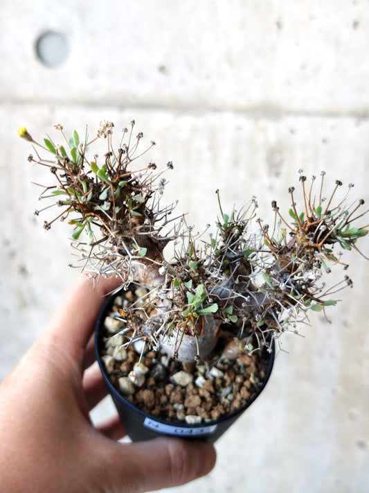 【現品限り】オトンナ・ユーフォルビオイデス 実生 6年【N43】 Othonna euphorbioides