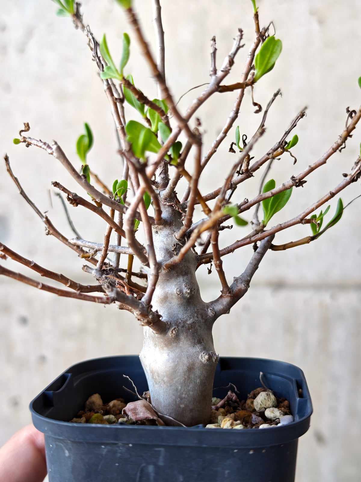 【現品限り】オトンナ・マクロスペルマ 実生 4年以上【N46】 Othonna macrosperma