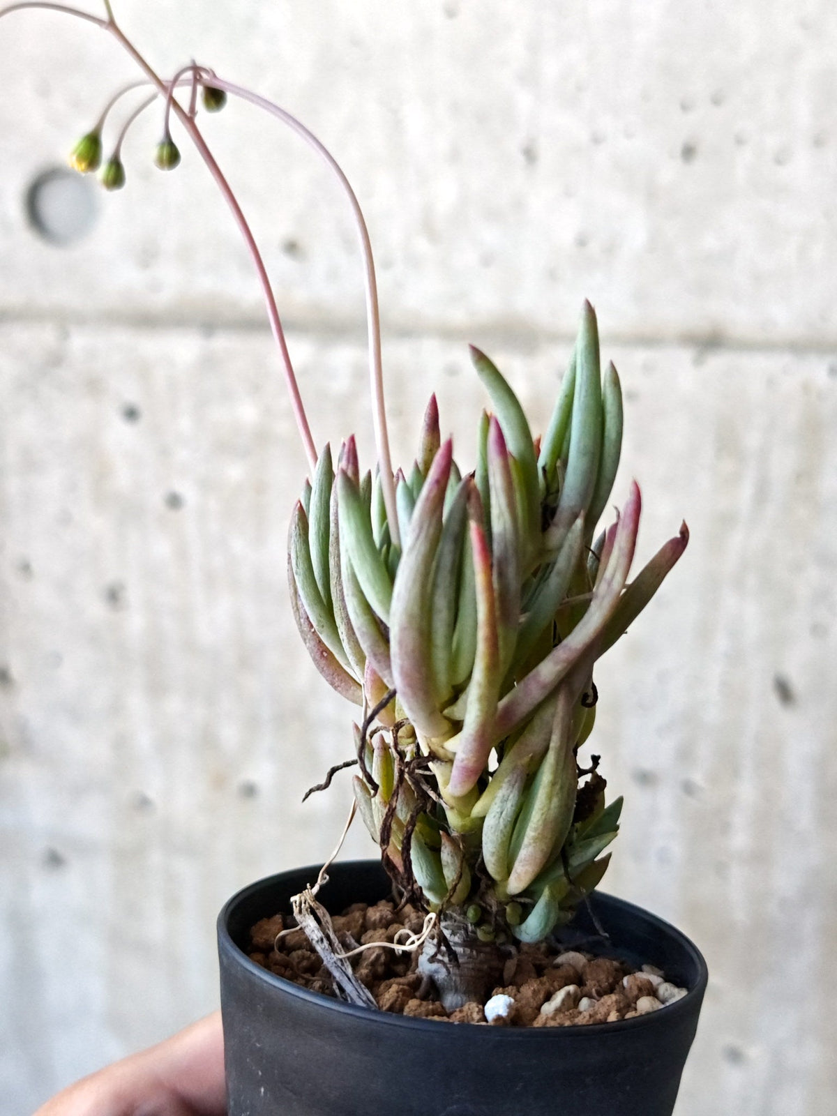 【現品限り】オトンナ・カルノーサ 実生 5年以上【N62】 Othonna carnosa