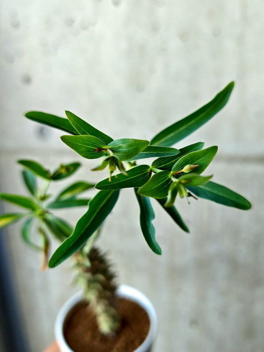 【現品限り】ユーフォルビア・ロンギツベルクローサ 実生【N69】 Euphorbia longituberculosa