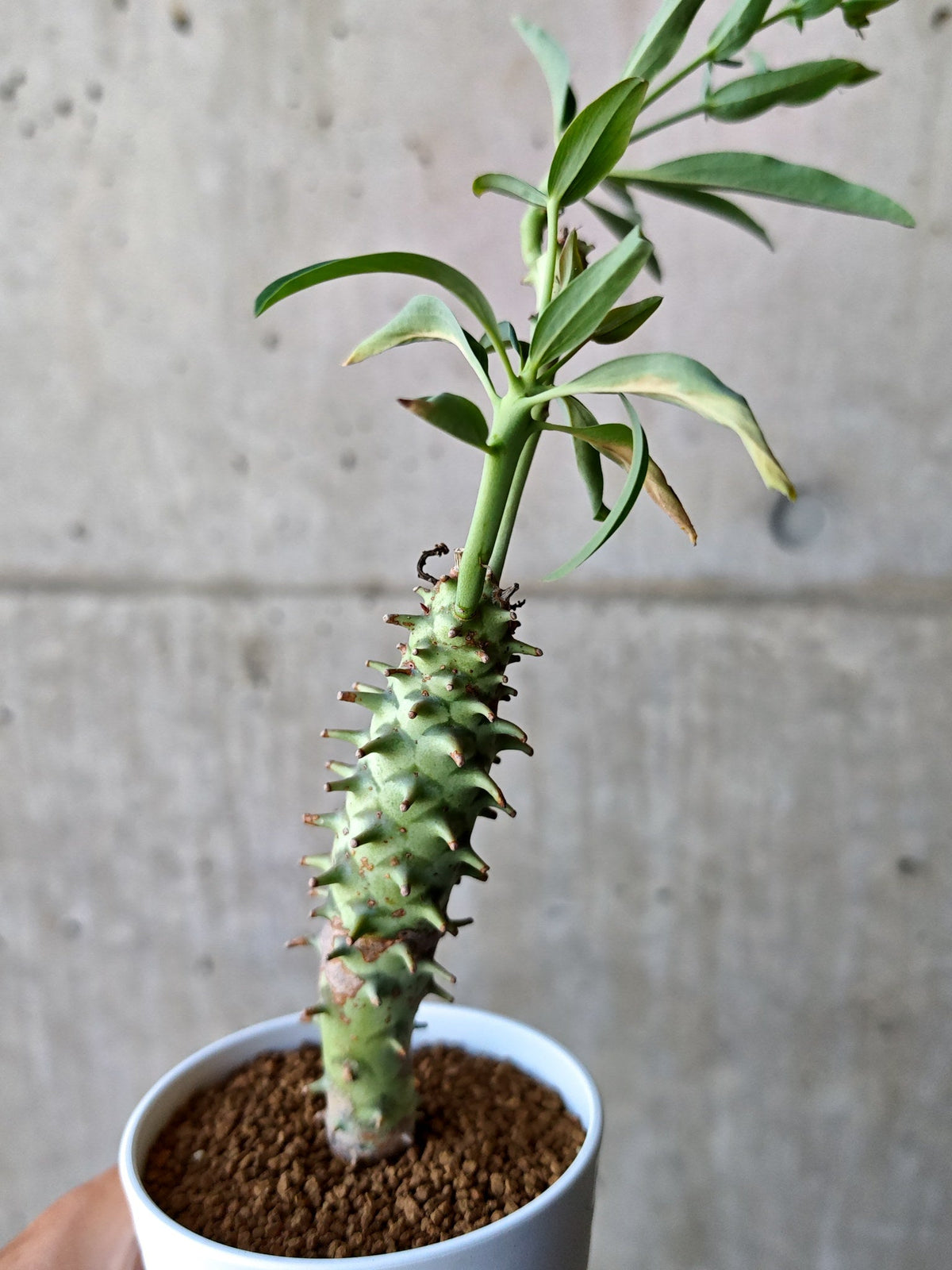 【現品限り】ユーフォルビア・ロンギツベルクローサ 実生【N69】 Euphorbia longituberculosa