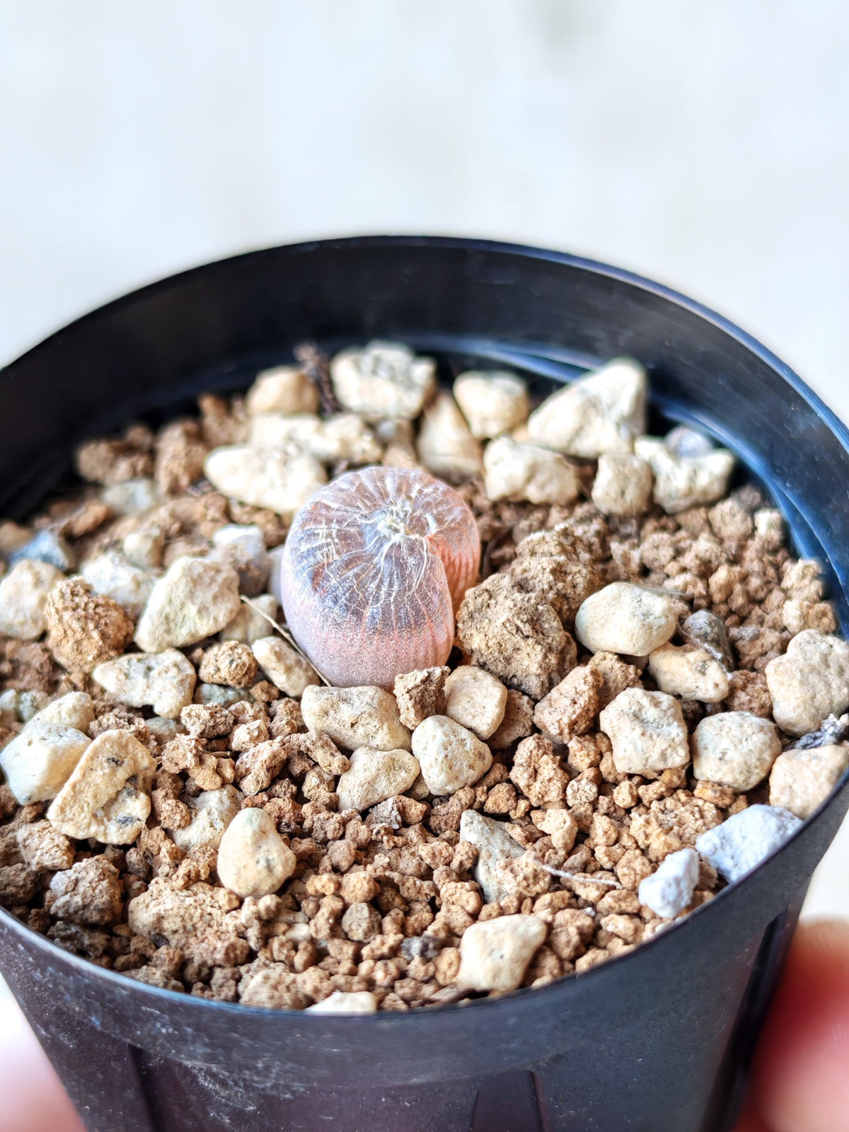 【現品限り】ブルビネ・メセンブリアントイデス ナマクエンシス 実生【N8】 Bulbine mesembryanthoides ssp namaquensis
